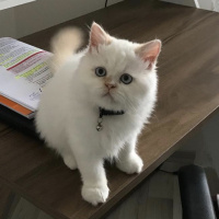 Chinchilla, Kedi  Sindy fotoğrafı