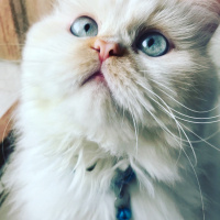 Chinchilla, Kedi  Sindy fotoğrafı