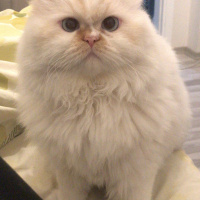 Chinchilla, Kedi  Sindy fotoğrafı