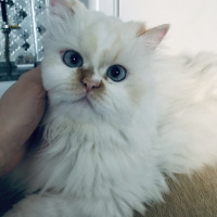 Chinchilla, Kedi  Sindy fotoğrafı