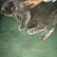 Scottish Fold, Kedi  Mia fotoğrafı
