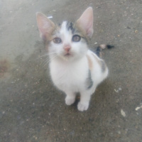 Tekir Kedi, Kedi  Minnoş fotoğrafı