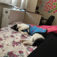 Tekir Kedi, Kedi  Lokum fotoğrafı