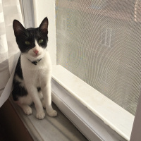 Tekir Kedi, Kedi  Lokum fotoğrafı
