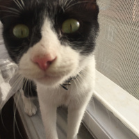 Tekir Kedi, Kedi  Lokum fotoğrafı