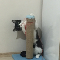 Tekir Kedi, Kedi  Lokum fotoğrafı