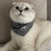 Scottish Fold, Kedi  çiroz fotoğrafı