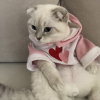 Scottish Fold, Kedi  çiroz fotoğrafı