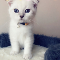 Scottish Fold, Kedi  çiroz fotoğrafı