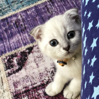 Scottish Fold, Kedi  çiroz fotoğrafı