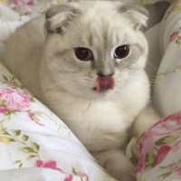 Scottish Fold, Kedi  çiroz fotoğrafı