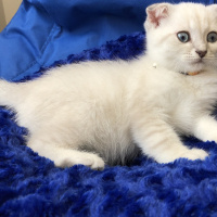Scottish Fold, Kedi  çiroz fotoğrafı