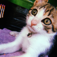 Tekir Kedi, Kedi  Turşu fotoğrafı