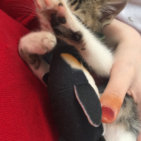 Tekir Kedi, Kedi  Turşu fotoğrafı