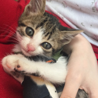 Tekir Kedi, Kedi  Turşu fotoğrafı
