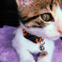 Tekir Kedi, Kedi  Turşu fotoğrafı