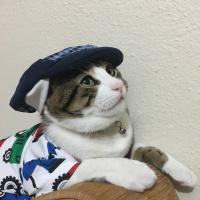 Tekir Kedi, Kedi  Turşu fotoğrafı