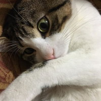 Tekir Kedi, Kedi  Turşu fotoğrafı