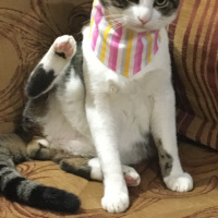 Tekir Kedi, Kedi  Turşu fotoğrafı