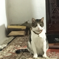Tekir Kedi, Kedi  Turşu fotoğrafı