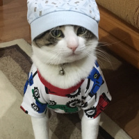 Tekir Kedi, Kedi  Turşu fotoğrafı