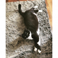 Tuxedo (Smokin) Kedi, Kedi  Kasım fotoğrafı