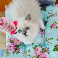 Scottish Fold, Kedi  Lady fotoğrafı