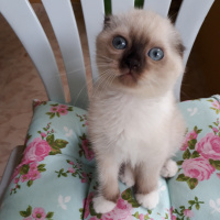 Scottish Fold, Kedi  Lady fotoğrafı