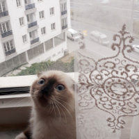Scottish Fold, Kedi  Lady fotoğrafı