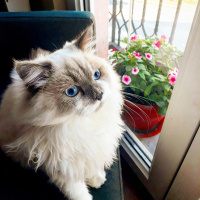 Scottish Fold, Kedi  Lady fotoğrafı