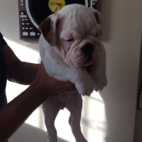 İngiliz Bulldog, Köpek  Piglet fotoğrafı