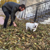 İngiliz Bulldog, Köpek  Piglet fotoğrafı