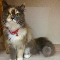 Chinchilla, Kedi  SOFİA fotoğrafı