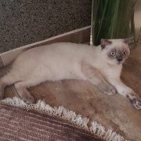 British Shorthair, Kedi  Duman fotoğrafı
