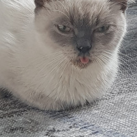 British Shorthair, Kedi  Duman fotoğrafı