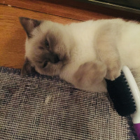 British Shorthair, Kedi  Duman fotoğrafı