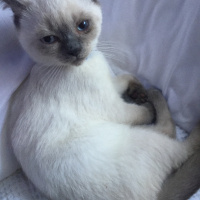 British Shorthair, Kedi  Duman fotoğrafı