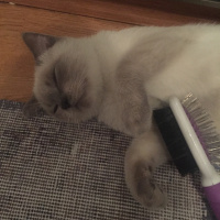 British Shorthair, Kedi  Duman fotoğrafı