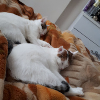 Tekir Kedi, Kedi  Ponçik ve yumak fotoğrafı