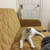 Tekir Kedi, Kedi  Ponçik ve yumak fotoğrafı