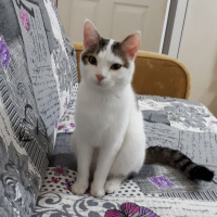 Tekir Kedi, Kedi  Ponçik ve yumak fotoğrafı