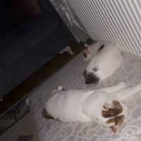 Tekir Kedi, Kedi  Ponçik ve yumak fotoğrafı