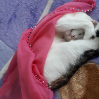 Tekir Kedi, Kedi  Ponçik ve yumak fotoğrafı