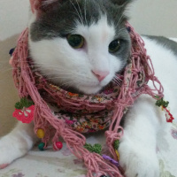 Tekir Kedi, Kedi  Duman fotoğrafı