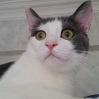 Tekir Kedi, Kedi  Duman fotoğrafı