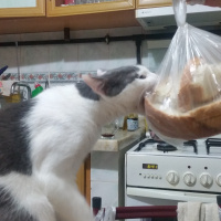 Tekir Kedi, Kedi  Duman fotoğrafı
