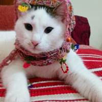 Tekir Kedi, Kedi  Duman fotoğrafı
