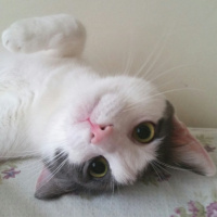 Tekir Kedi, Kedi  Duman fotoğrafı