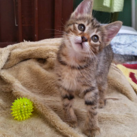 Tekir Kedi, Kedi  Duman fotoğrafı