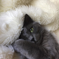 Nebelung, Kedi  Kırçıl fotoğrafı